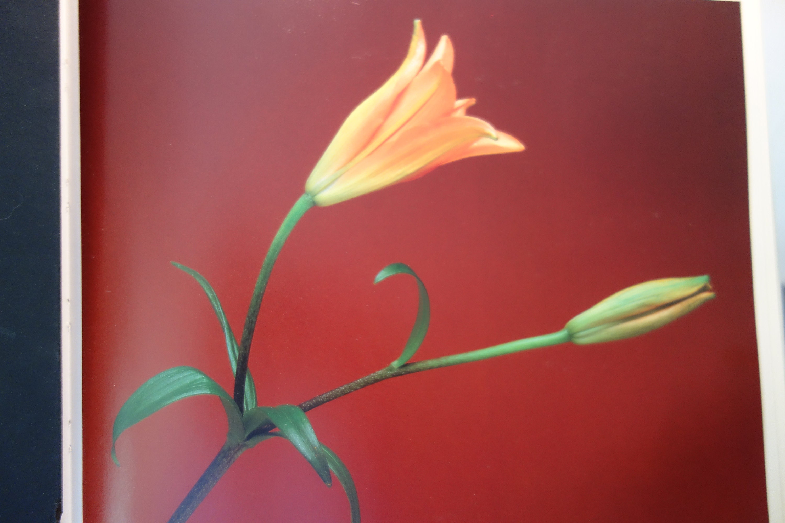 Robert mapplethorpe flowers - Etsy 日本