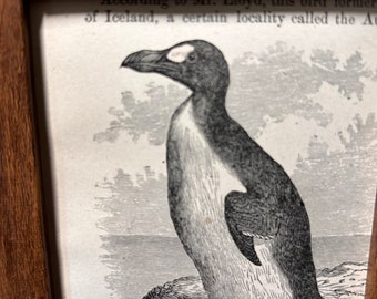 【2025秋冬新作】 Original Antique Framed Auk Great Extinct! Mini 4 Print Bird コレクション