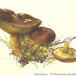 Beatrix Potter Pilze Pilze Steinpilze Giclee Fine Art Print einrahmbar Schönes Stillleben Bereit zum Rahmen