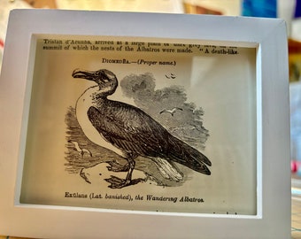 1888 Albatross Print Framed Original Published lithograph | Diomedea |  Authentic Antique Wall Art | Rare bird |