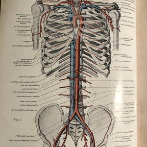 May include: A detailed anatomical illustration of the human circulatory system, showing the major arteries and veins in red and blue. The image includes labels for each vessel, including the aorta, vena cava, and iliac arteries. The image is labelled "Fig. 5."