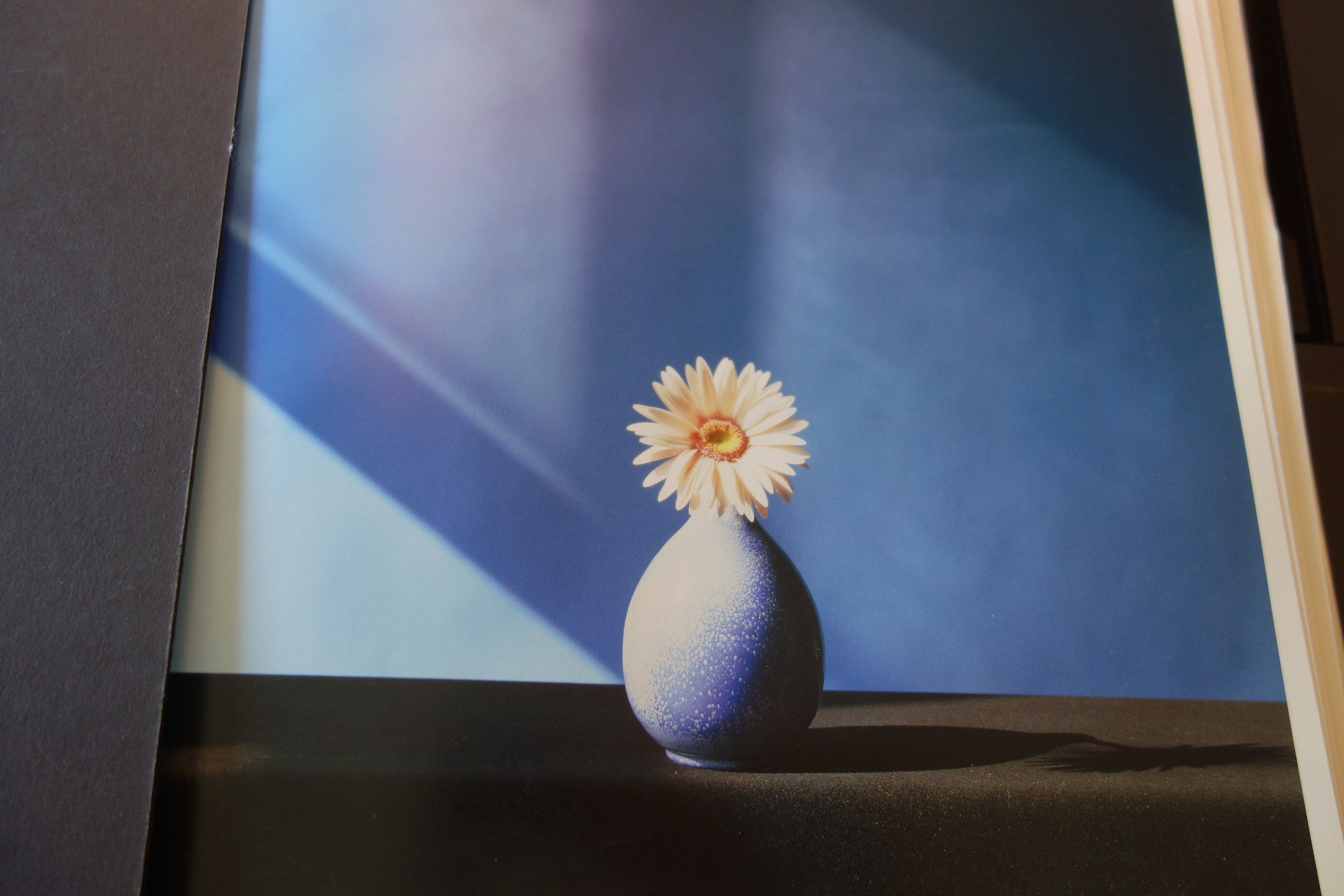Mapplethorpe Daisy in Short Vase Dramatic Modern Art Flowers Y