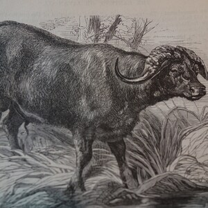 Wasser oder Cape Büffel 1870 Original Radierung von Gravierern, R Weir signiert in Teller Wandkunst für Tierliebhaber Matted Druck
