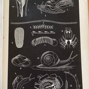1868 Land Snails Naturalist illustration Detail Published lithographs Antique For student of botany, biology, nature. New England Ecosystem