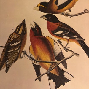 Grosbeak by James Audubon Color Plate from original 1800 print American bird For your Aviary 10 by 13 inch Easy to Frame Wall Art