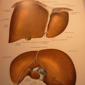 The Liver - The Digestive System - 1954 Human Anatomy - medical illustration framable two sided print diagram of human body