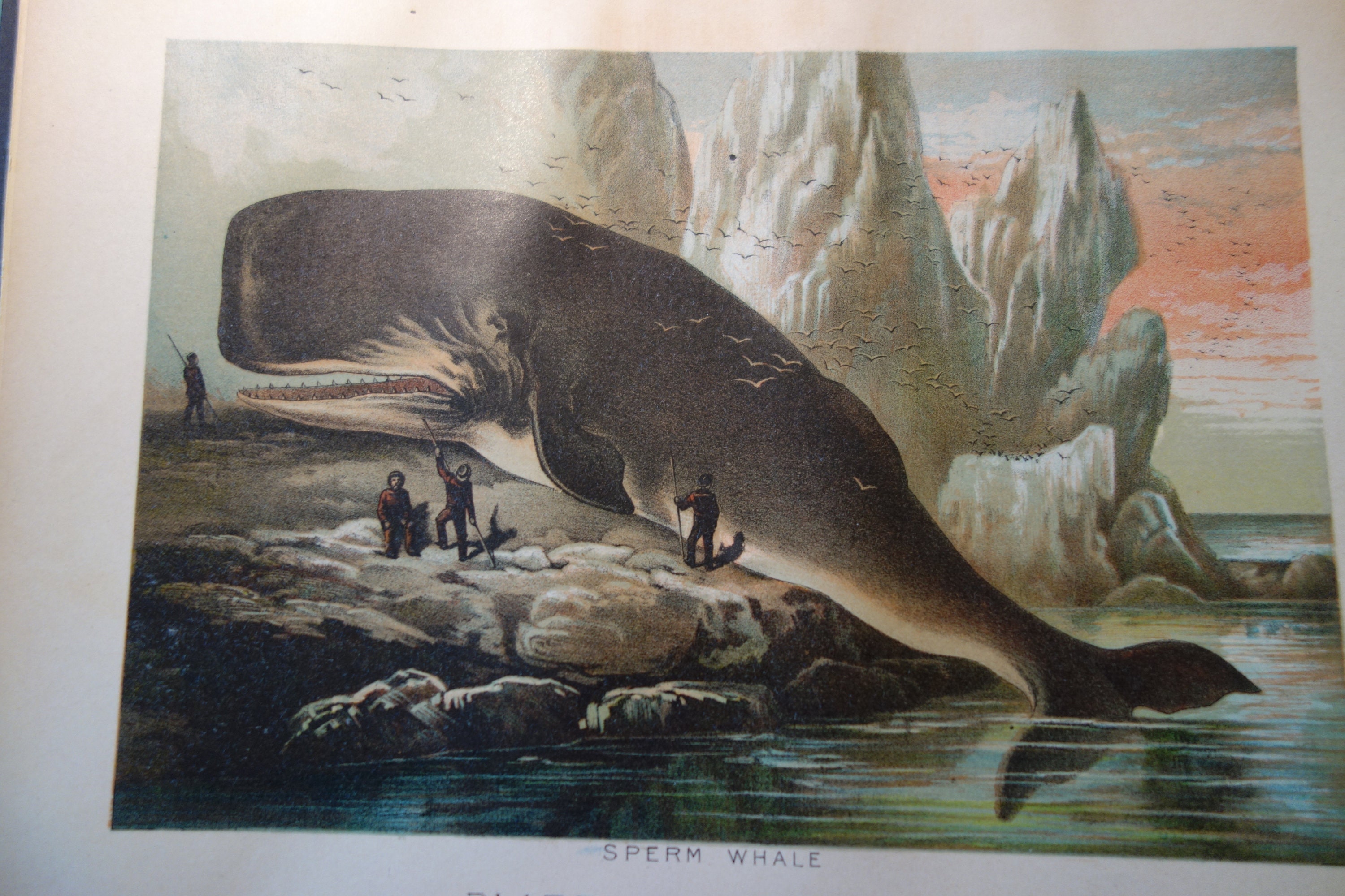 What Color Is A Sperm Whale