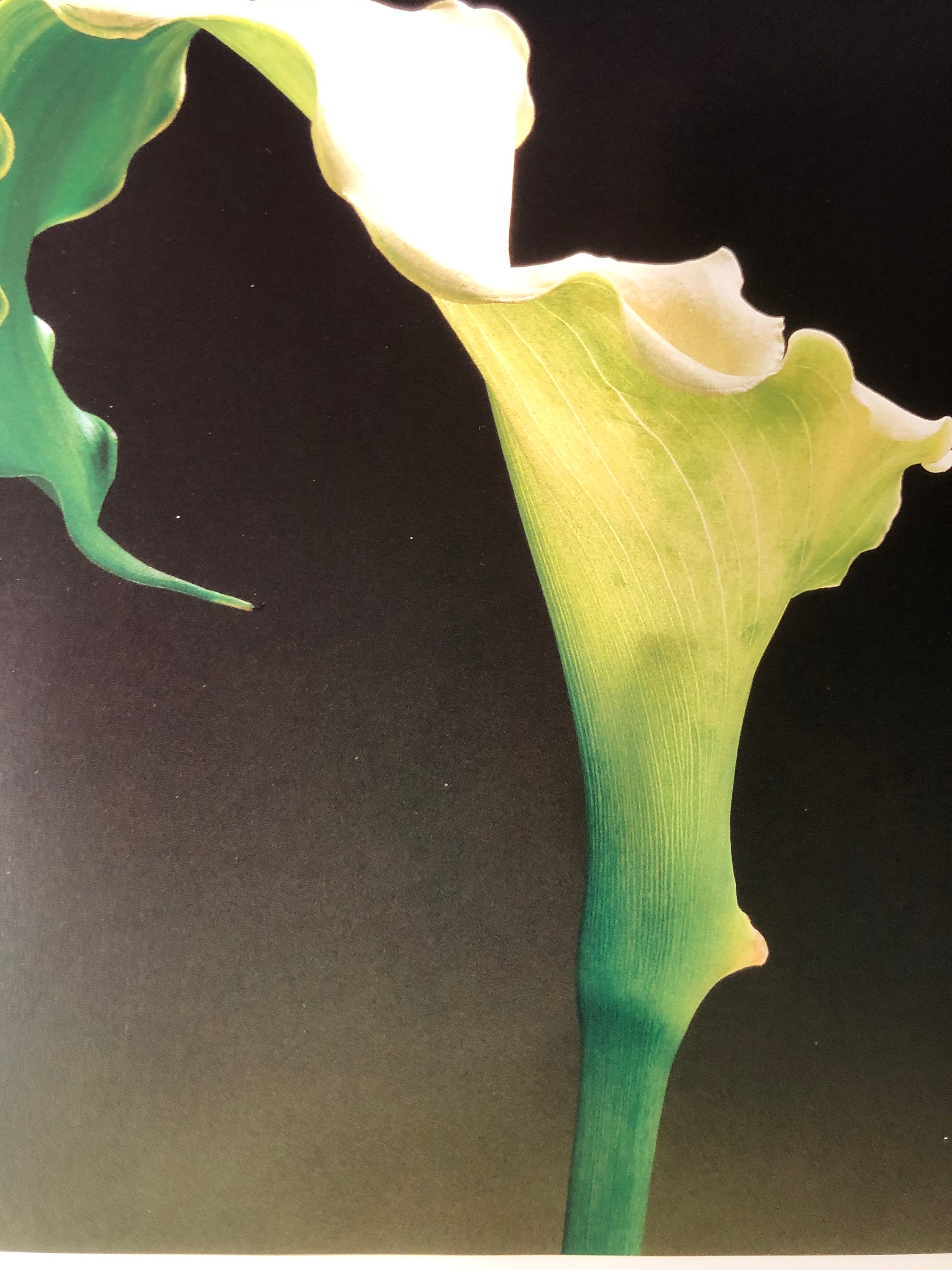 Robert Mapplethorpe Flowers - Etsy