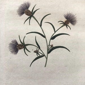 1825 Flower Etching Black Knapweed Antique Botanical Hand colored |Centaurea Nigra |  Beautiful garden framable wall art