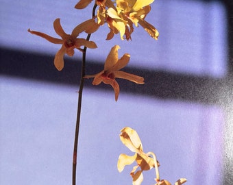 Mapplethorpe Yellow Flowers | reproduction famous modern photograph from 1970s New York flowers Y Portfolio framable art