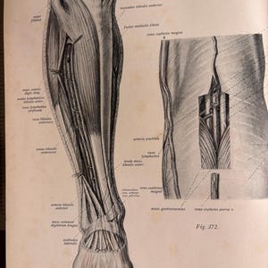 May include: Anatomy illustration of a human leg and foot, showing muscles, veins, and arteries. The image is a detailed black and white drawing with labels in Latin. Figure 372 and 373 are visible.