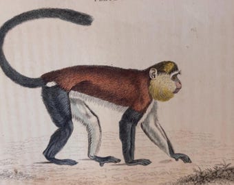 1833 Mona Affe | Antike Originalradierung | Handkolorierte Platte signiert | Cercopithecus mona | Ausgeprägtes Alt-Afrika