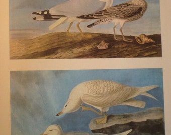 Audubon - Gulls  print Atlantic Coast gulls - gift for birders - nature lovers oversized 13 by 10.5 illustration of American shore bird