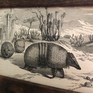 May include: A black and white illustration of an armadillo walking through a desert landscape. The armadillo is in the foreground, and the background features cacti and other desert plants.