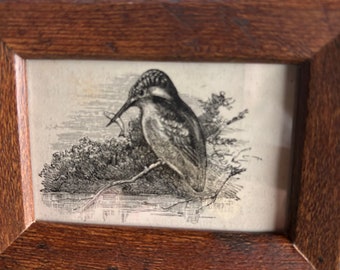 Kingfisher | Framed Tiny Bird Print | From an Antique Naturalist book | Home Decor | Ready to display in your Aviary