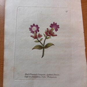 Puede incluir: Una ilustración botánica antigua de Red Flowered Campion, Lychnis Dicica, con el número 17. La imagen presenta un dibujo detallado de la planta con flores moradas, hojas verdes y tallos rojos, sobre un fondo color crema. El texto dice: Clafs 10 Decandria, Onter Pentognia.