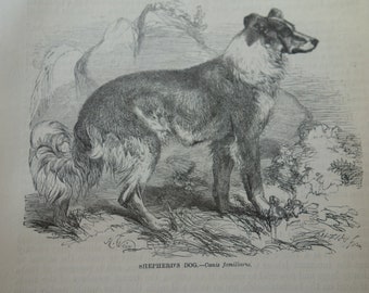Könnte beinhalten: Eine antike Schwarz-Weiß-Illustration eines Schäferhundes, Canis familiaris, im Profil. Der Hund hat einen flauschigen Schwanz und Fell, mit detaillierten Merkmalen. Das Bild stammt aus einem alten Buch.