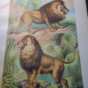 Lions 1897 antique color print original  Panthera Leo beautiful hand colored Asiatic King of the Jungle Lion King Detailed natural setting