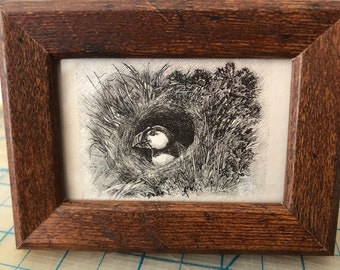 Tiny Puffin | Framed Print | From an Antique Naturalist book | Peeking Out from the Nest | Ready to display