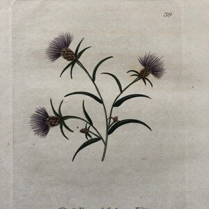 1825 Flower Etching Black Knapweed Antique Botanical Hand colored Centaurea Nigra Beautiful garden framable wall art image 5
