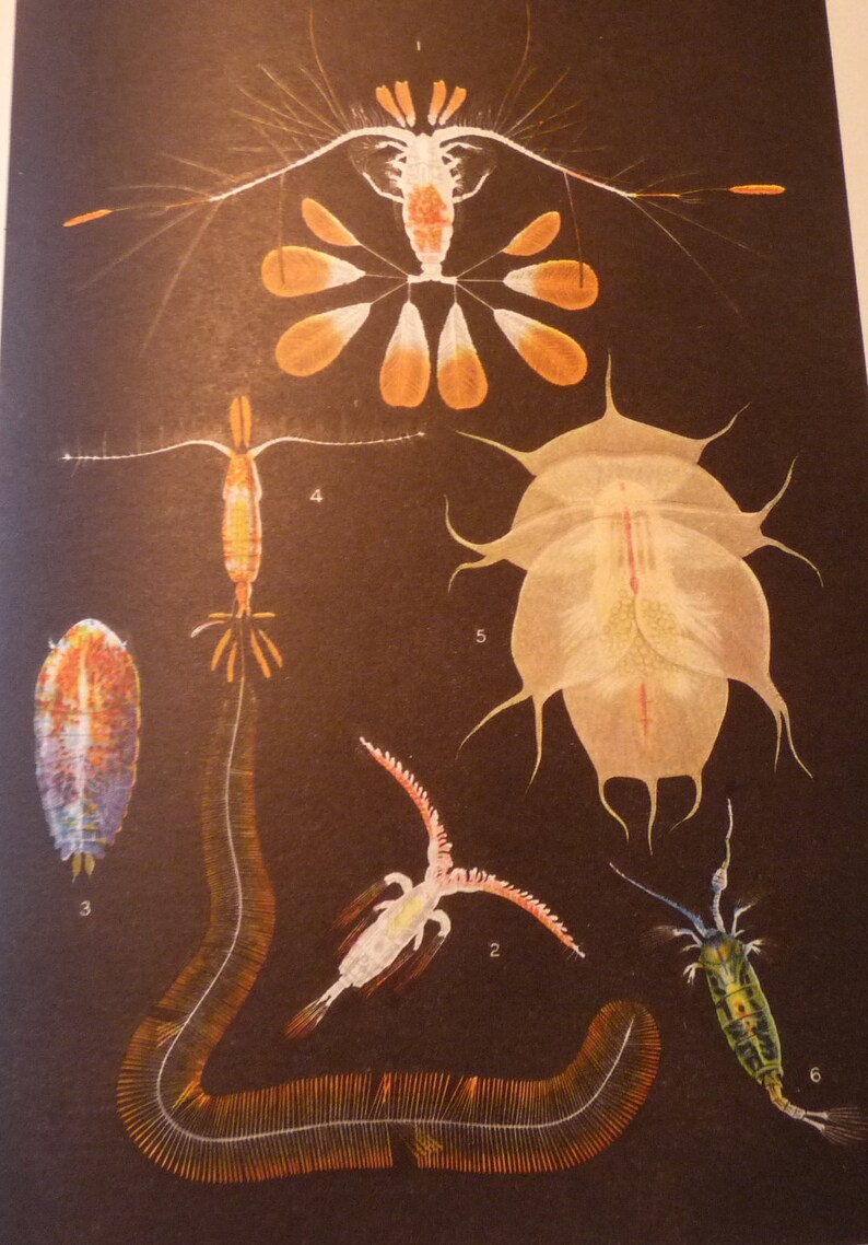 print or matted 8 by 10 in frame marine life scientist Crustaceans ocean nautical Shell Fish color lithograph original 1934