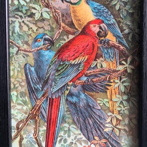 1897 Parrot Group |  Framed Antique Original Color print | 4 by 6 inches | Display on your art wall | Great for groupings