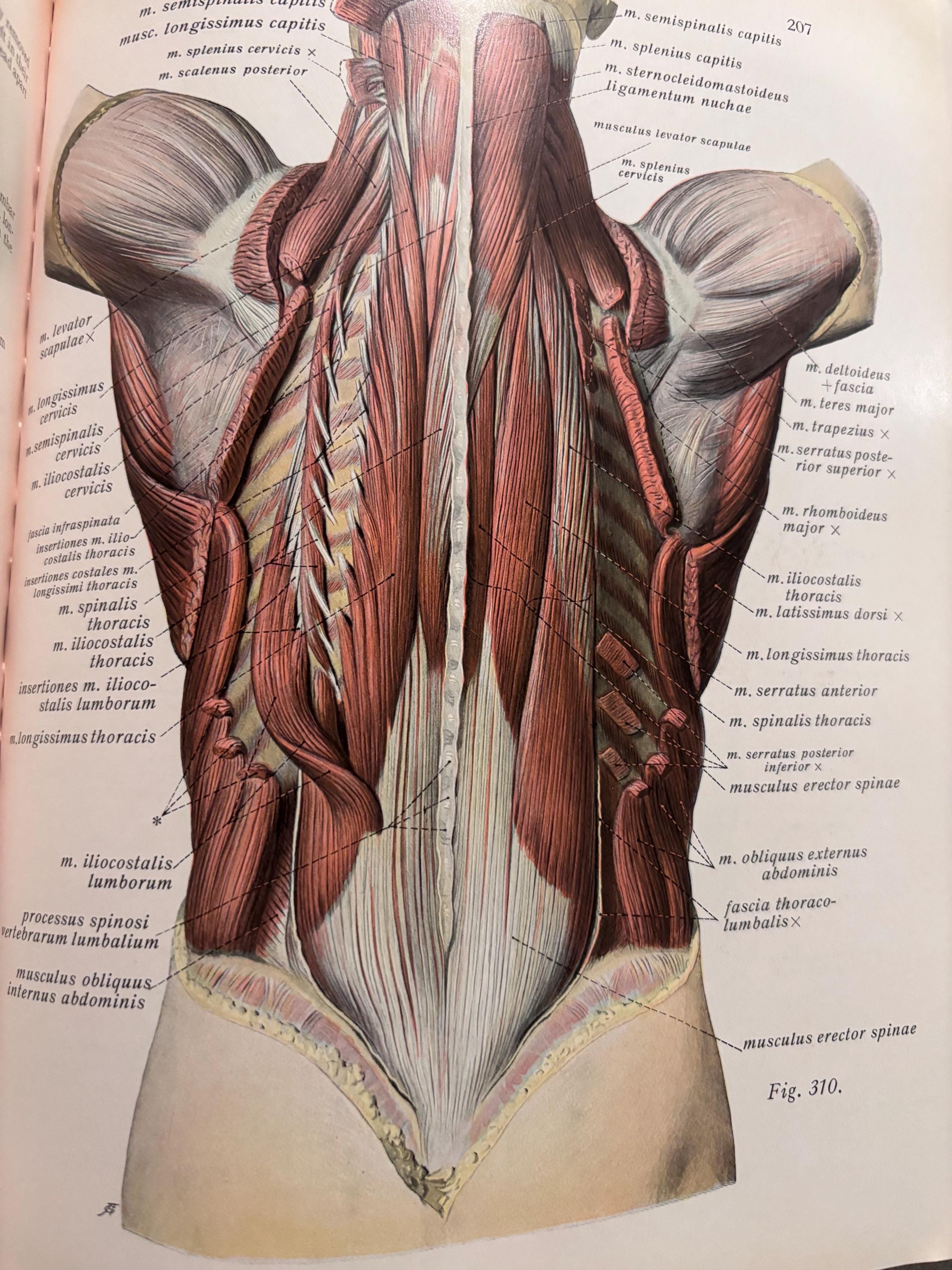 Back muscle posters - Etsy Österreich, image size:2250x3000