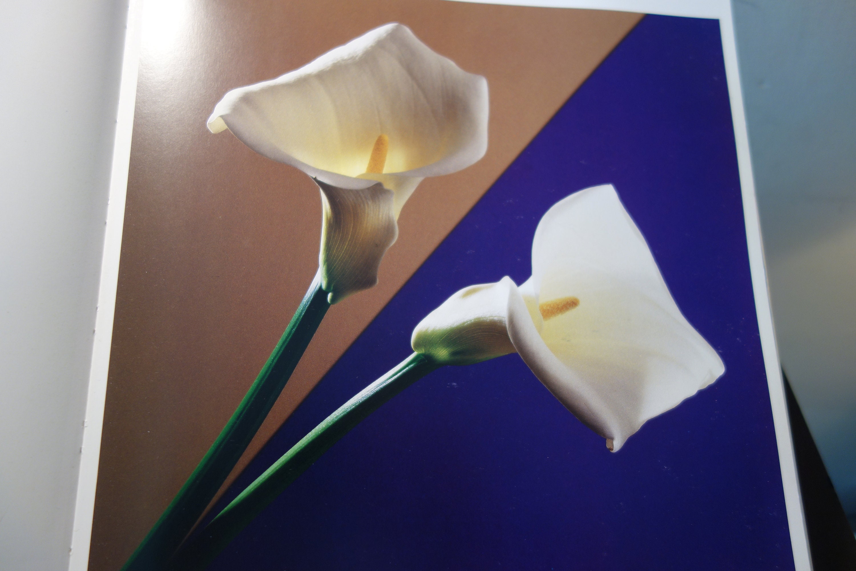 Robert mapplethorpe flowers - Etsy 日本