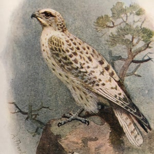 1901 Gyr Falcon Framed Antique Original Color Lithograph | Aviary Collection British Bird | Signed in Plate by A Thornburn