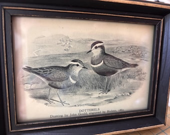 1947 Dotterals gerahmter Vintage Druck | Europäische Vogel Voliere