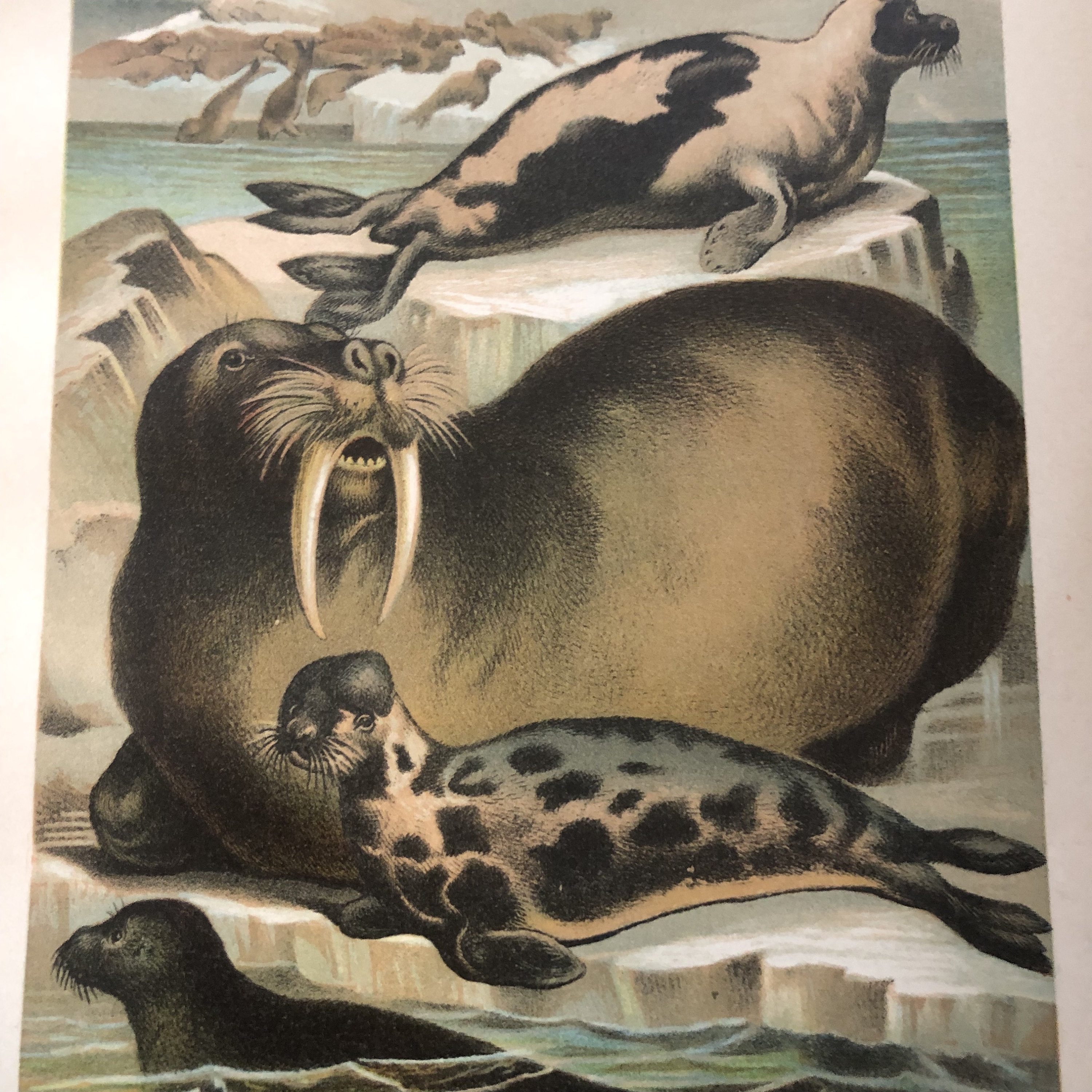 1897 Seals and Walrus Antique Color Print Great Detail Beautiful Hand ...