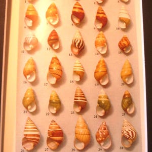 Tree Snail Shells of Hawaii color lithograph original 1934 - ocean nautical - print or matted 8 by 10 in frame marine life science patterns