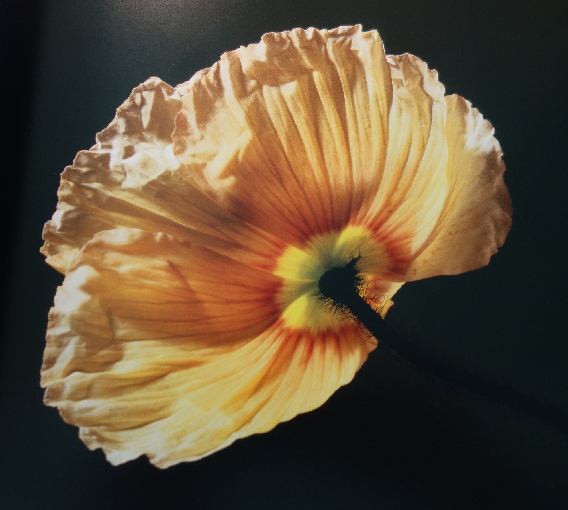 Mapplethorpe Poppy Yellow Flower on Black Modern Art | Y