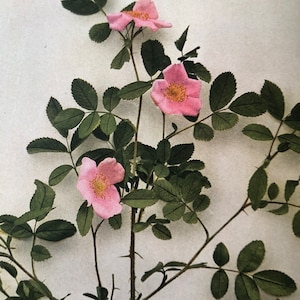 Carolina Rose Botanical Print | 1935 Published Lithograph Pink Blossoms | 11 by 9 inch | Framable Wall Art