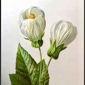 1883 Bloeiende esdoorn | Indiase kaasjeskruid antieke botanische originele chromatografie | Witte Abutilon Mooie bloem | Muurkunst