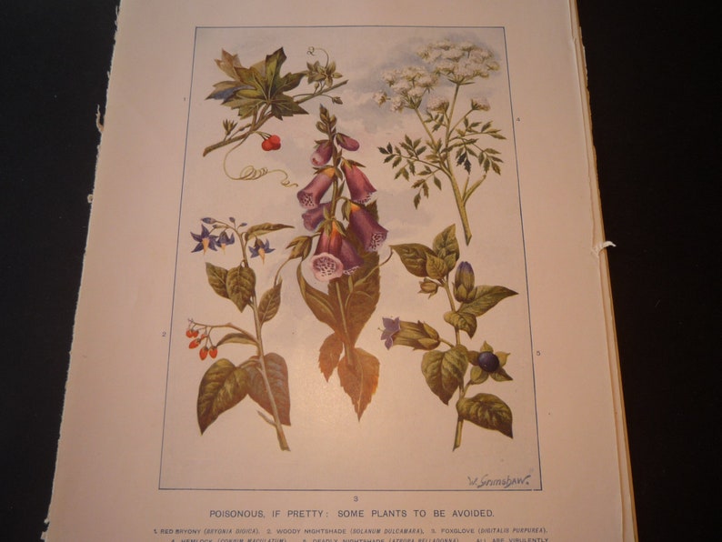 Puede incluir: Una ilustraci&oacute;n de cinco plantas venenosas, incluyendo bayas rojas, flores moradas y flores blancas. El pie de foto dice "Poisonous, if pretty: some plants to be avoided."