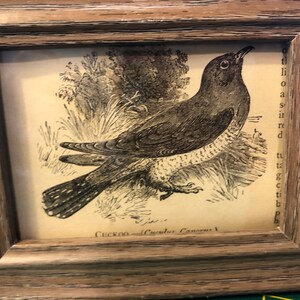 Cuckoo Mini Framed 1888 Antique Original print 4.5 by 3.5 inches Ready to display Beautiful Detailed Bird print Ready to display image 3