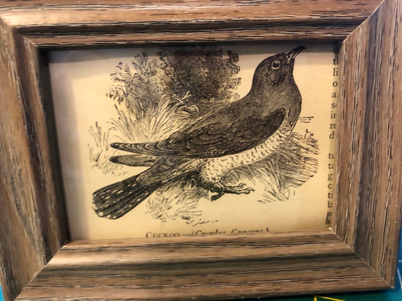 Cuckoo Mini Framed 1888 Antique Original print 4.5 by 3.5 inches Ready to display Beautiful Detailed Bird print Ready to display image 3