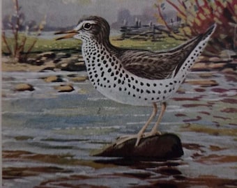 1931 Speckled Sandpiper, Framed Vintage Bird print | Ready to display