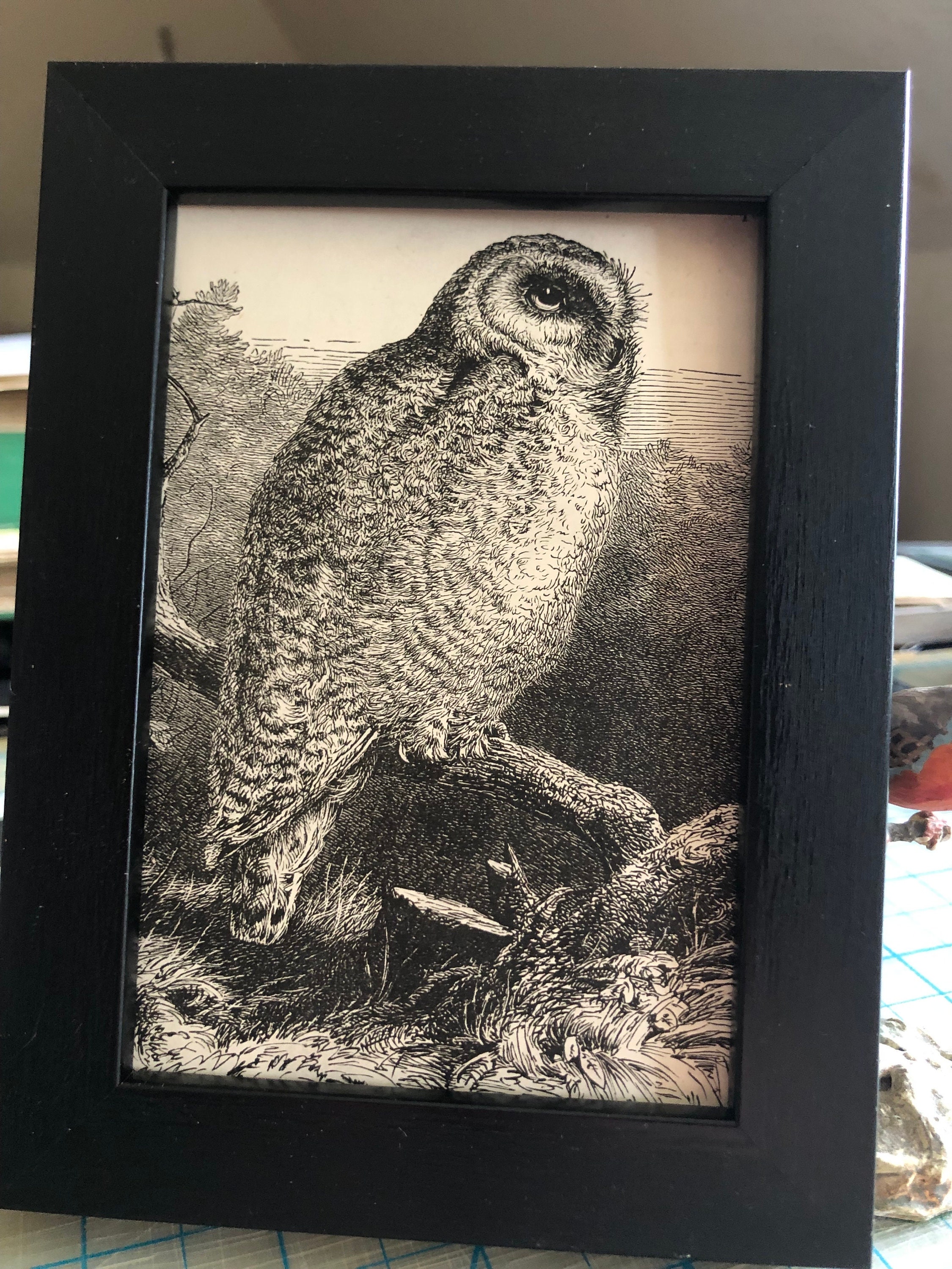 1888 Snowy Owl Small Framed Antique Original Bird print 4 by 6 inches Framed Ready to display in you