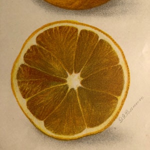 1905 Orange hybrid. Morton Citrange US Department of Agriculture Fruit Print - Published Lithograph vibrant color - Wall Art signed in plate