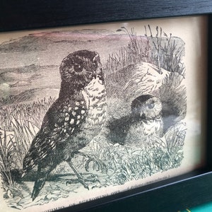 1888 Burrowing Owls Small Framed Antique Original Bird print 4 by 6 inches Framed Ready to display in your aviary.  Great for wall groupings