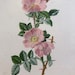 see more listings in the Flowers Fruits Plants section