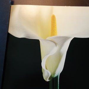 Mapplethorpe White Calla Lilly Large Full Frontal View Black - Etsy