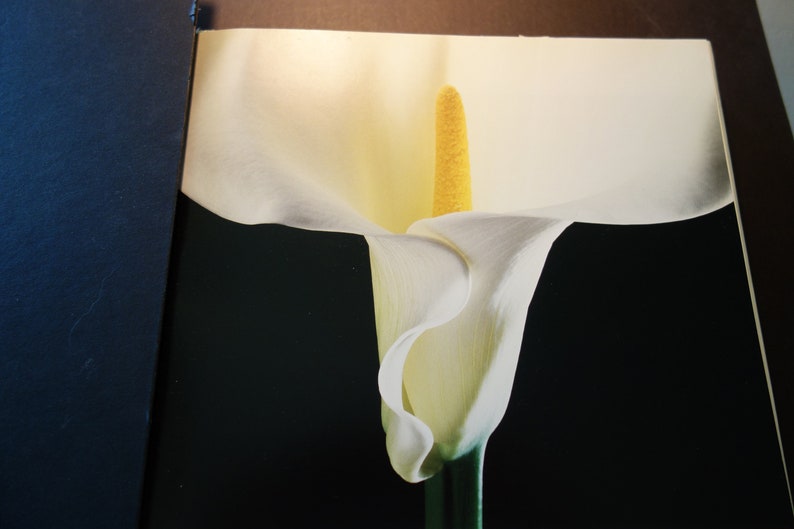 Mapplethorpe White Calla Lilly Large Full Frontal View Black - Etsy
