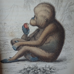 1833 Orangutan Antique Original Handcolored Etching Beautiful | signed by Lizars Framable Wall Art