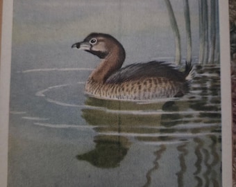 Somormujo de 1930, lámina vintage enmarcada / Lista para exhibir