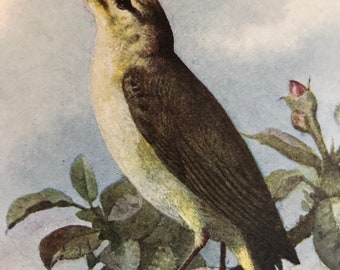 1901 | チフチャフプリント | アンティークオリジナルカラーリトグラフ