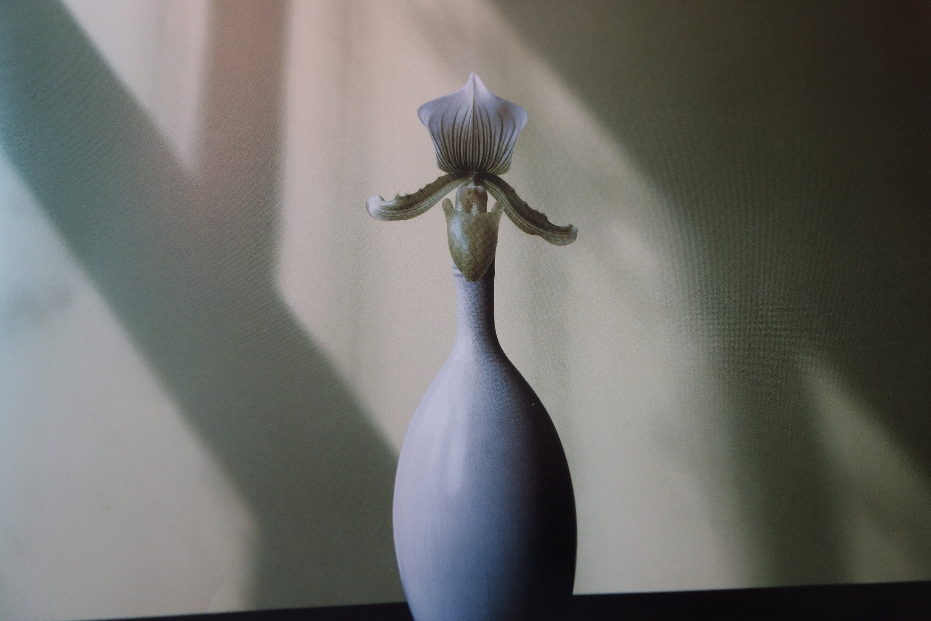 Robert mapplethorpe flowers - Etsy 日本