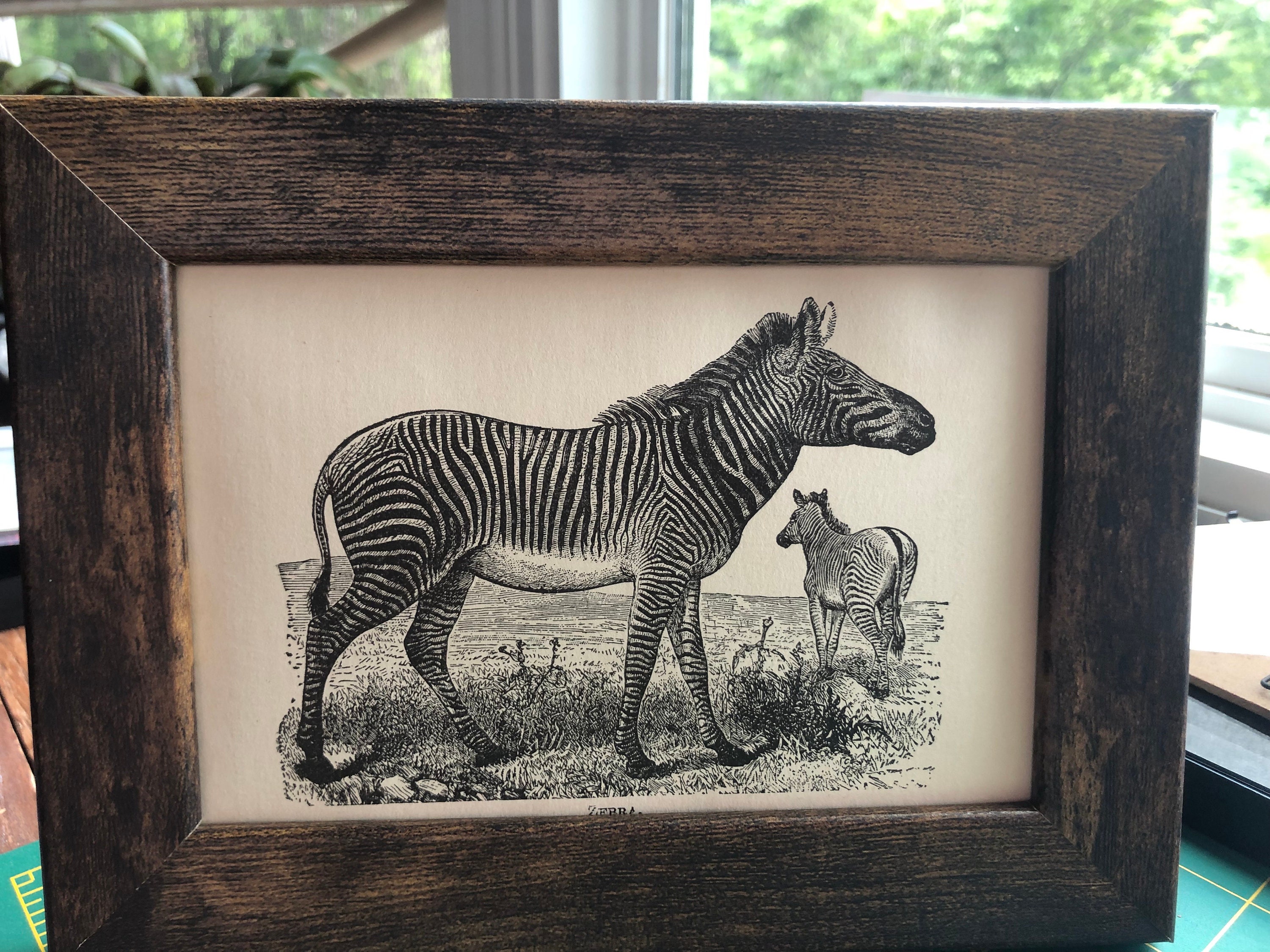 Zebra Framed Original 1888 Etching Animal Kingdom 5 by 7